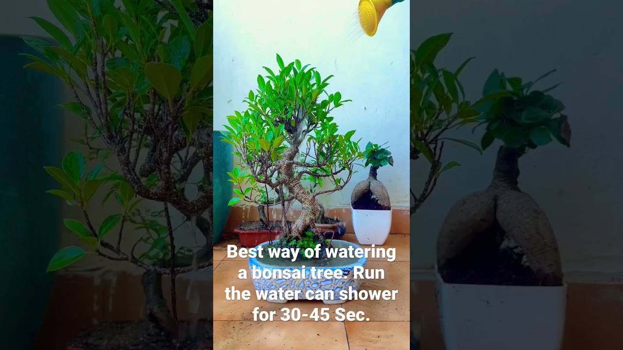 Best and Easiest Way to Water a Bonsai Tree.