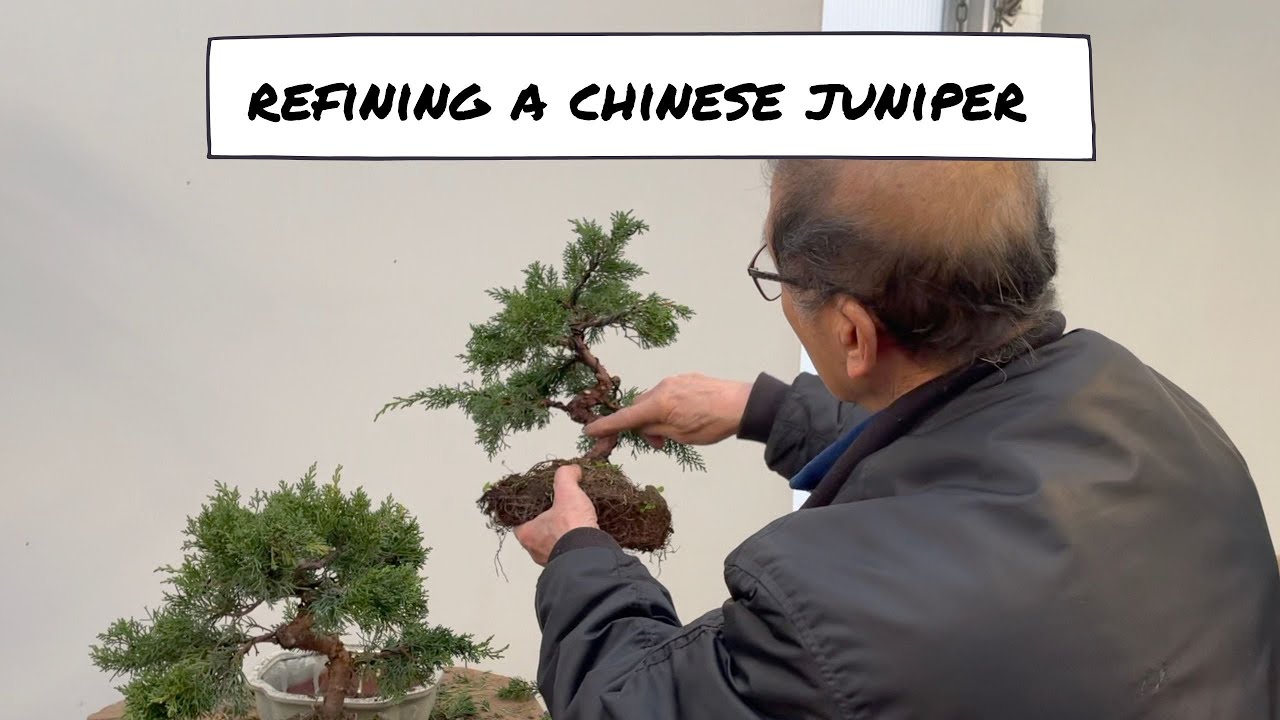 How to Refine a Juniper