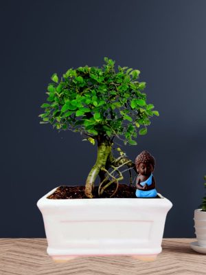 ceramic plant pot bonsai plant