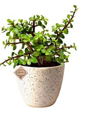 Good Luck Jade Plants