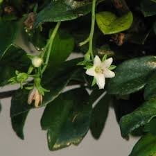 Carmona Flowering Bonsai Tree