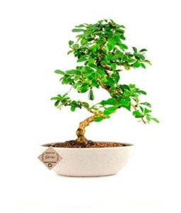 Carmona Bonsai Tree