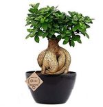 ficus indoor bonsai plant