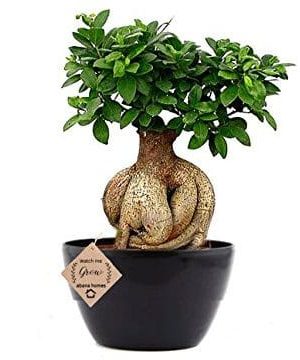 ficus indoor bonsai plant