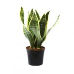 Sansevieria (Snake) Plant 3 in 1