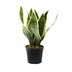 Sansevieria (Snake) Plant 3 in 1
