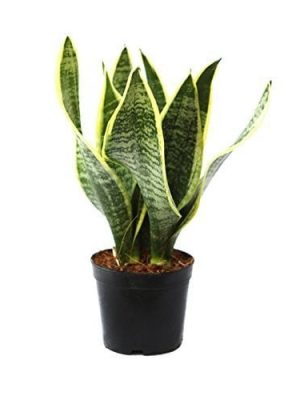 Sansevieria (Snake) Plant 3 in 1