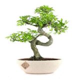 Chinese Elm