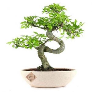 Chinese Elm