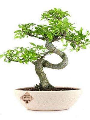 Chinese Elm