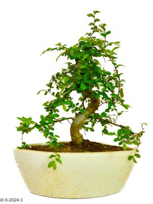 5 Years Old Chinese Elm Bonsai Plant in Ceramic Pot on Desk 25-30 CM