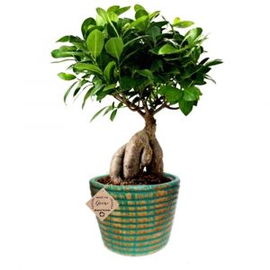 Ginseng Grafted Ficus Indoor Bonsai Live Plants 5 Year Old with Pot