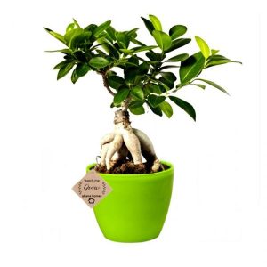 Ficus Bonsai Plants with Pot (Ginseng)