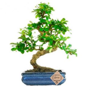 Carmona Bonsai Plants