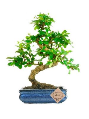 Carmona Bonsai Plants
