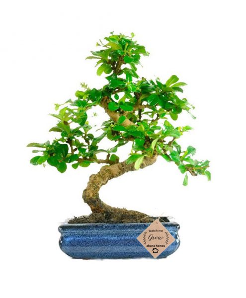 Carmona Indoor Bonsai Plants
