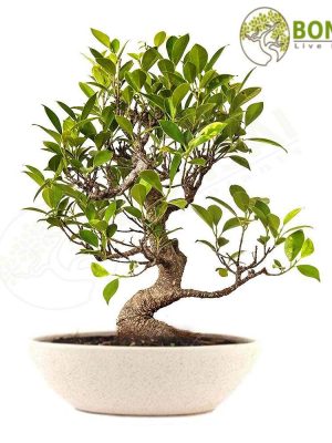 Boat Shaped Ceramic Bonsai Planter 28 cm 11 inches