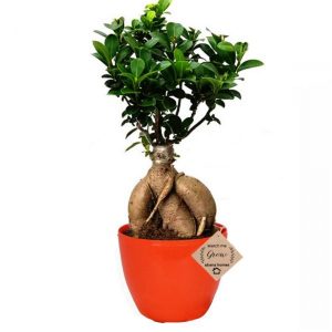Ficus Bonsai Plants with Pot (Ginseng)