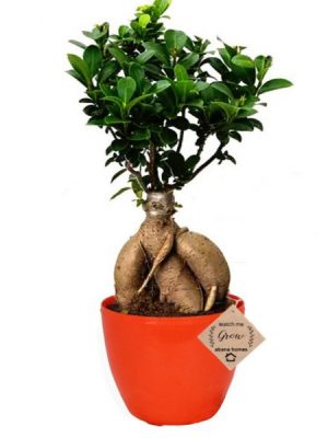 Ficus Bonsai Plants with Pot (Ginseng)