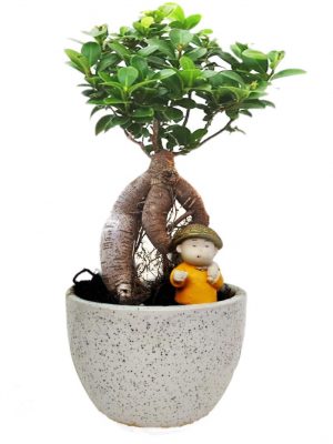 Grafted Ficus Bonsai plant