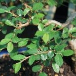 Chinese Elm Bonsai leaves
