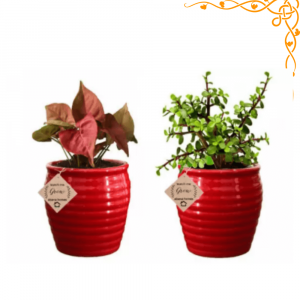 Air Purifying Combo