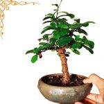 Carmona flowering bonsai plant