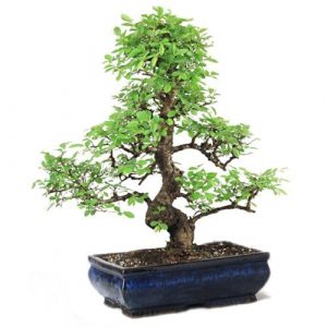 Stylish MultiCurve Chinese Elm Bonsai Tree- 15 Years 35-40 cm