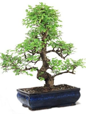 Stylish MultiCurve Chinese Elm Bonsai Tree- 15 Years 35-40 cm