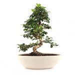 Carmona Bonsai Tree