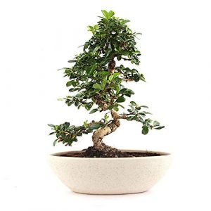 Carmona Bonsai Tree