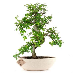 Outdoor Chinese Elm Bonsai 7 Years 30 cm