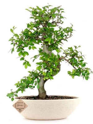 Outdoor Chinese Elm Bonsai 7 Years 30 cm