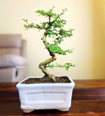 Carmona Bonsai Tree in White Rectangular Ceramic Pot