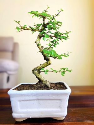 Carmona Bonsai Tree in White Rectangular Ceramic Pot