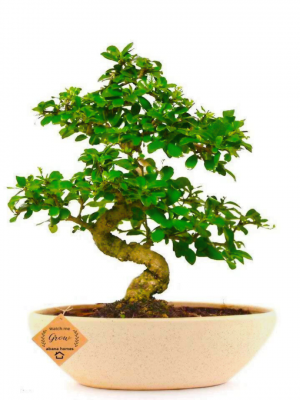 Carmona Flowering Bonsai Plant for Home Indoor