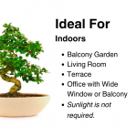 Carmona Flowering Bonsai Plant Main Ideal