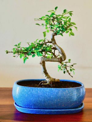 Chinese Elm Bonsai Tree in Blue Bonsai Pot with Tray 5 Years
