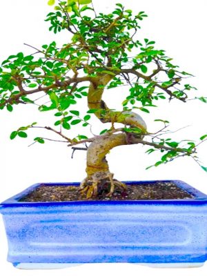 Chinese Elm Bonsai Tree 10 Years Old in Blue Ceramic Bonsai Tray