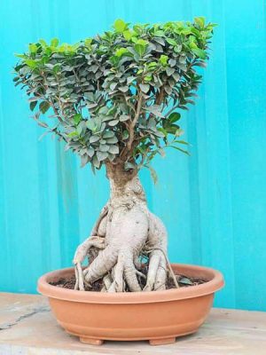 Ficus Plant Bonsai