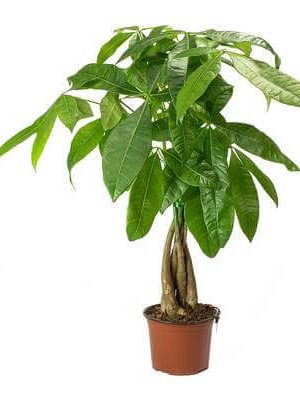 Pachira Money Tree