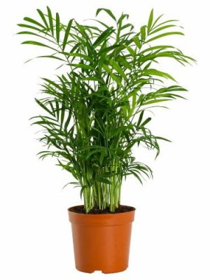Chamaedorea Mini Palm