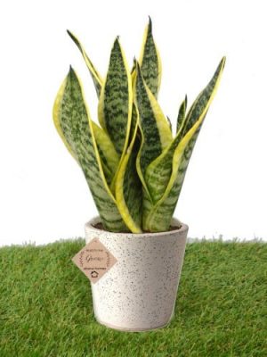 Snake Plant 3-in-1 Ceramic Pot