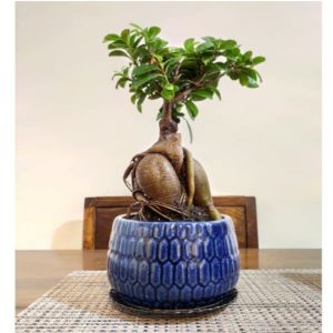 Ginseng Ficus Bonsai 5yo with tray
