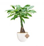 big-braided-pahira-bonsai-plant-by-abana-homes