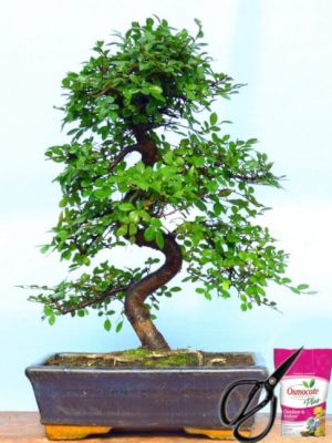 Chinese Elm Indoor Bonsai Tree 12 Yrs 35cm