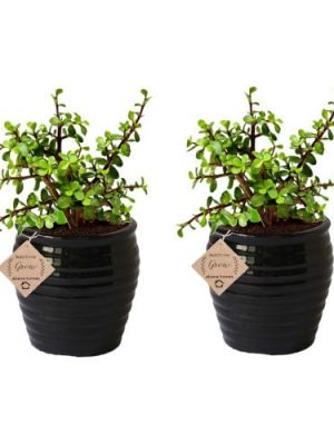 Good Luck Jade Plant Indoor with Pot (Combo of 2)