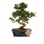 Bonsai Plants Online