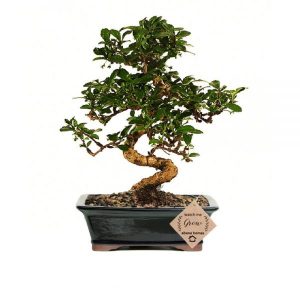 Bonsai Plants Online