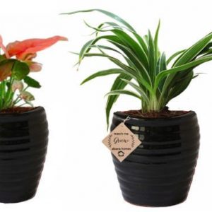 Air Purifying Plants Combo of Black Syngonium Mini & Spider Indoor Plant with Pot